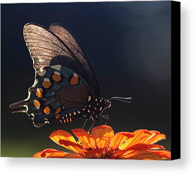 Blue Swallowtail Limited Time Promotions