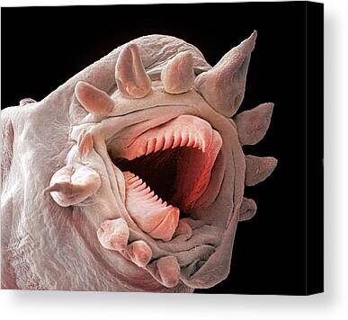 https://render.fineartamerica.com/images/rendered/search/canvas-print/8/6.5/mirror/break/images-medium-5/deep-ocean-scale-worm-philippe-crassousscience-photo-library-canvas-print.jpg