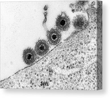 Neurotropic Virus Canvas Prints