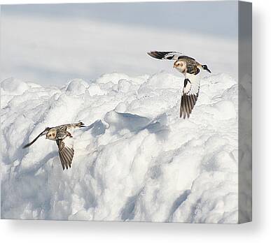 Shop for Wildlife Canvas Prints