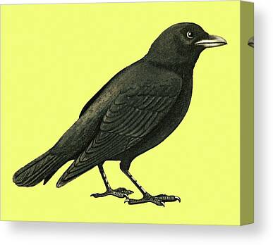 Crow Image Canvas Prints