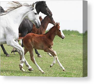 Wall Art Canvas Picture Print Herd of Horses on Meadow M001 3.2