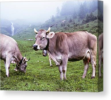Switzerland, Bern, Gstaad, cow-bells used as decoration of a wood house  Wall Art, Canvas Prints, Framed Prints, Wall Peels