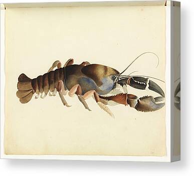 White Clawed Crayfish Art for Sale - Fine Art America