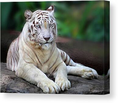 White Tigers Big Photo Picture Print A3 16x11" Poster Canvas Textured Art Paper 