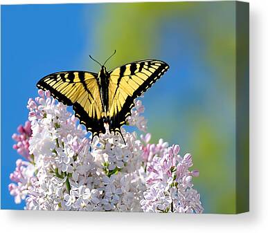 Papilio Glaucus Linnaeus Canvas Prints