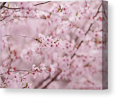 Set of 2 Inches Glossy Traditional Japanese Country City Travel District Map Sakura Cherry Blossoms Flower Botanical Tokyo Geography Wall Art Decor Pink Japan Prints 11x14 