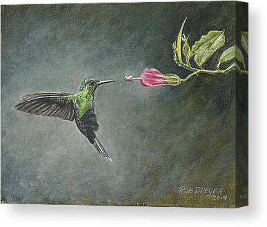 Stripe Tailed Hummingbird Paintings Canvas Prints