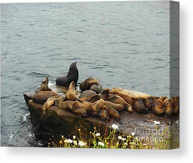 The Sea Lion And His Harem Canvas Prints