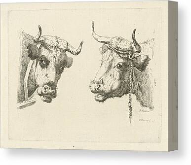 Cow Wearing Cow Bell Face To Face Grazing, Swiss Alps, Switzerland Canvas  Print / Canvas Art by Walter Zerla - Fine Art America