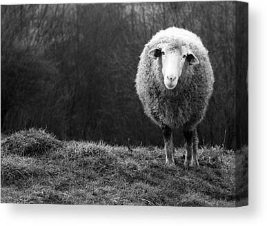 Stunning Photography - 1X White Sheep Canvas Prints