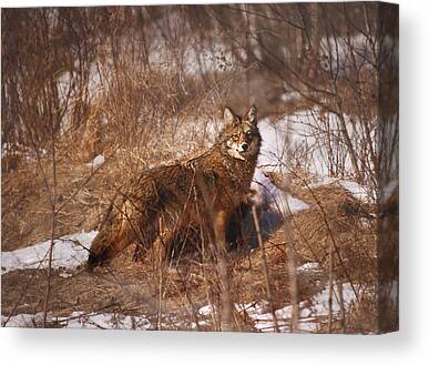 Eastern Coyote Canvas Prints