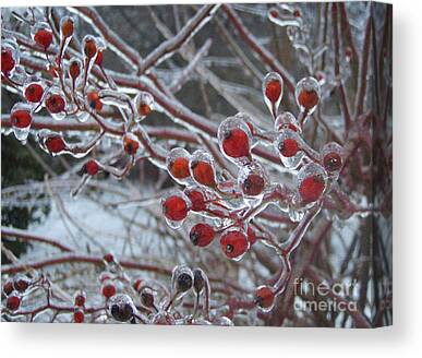 Berries Red Ice Storm Canvas Prints