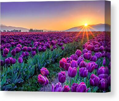 Skagit Valley Tulips Canvas Prints