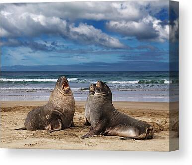New Zealand Fur Seal Canvas Prints