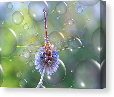 Beneficial Insect Canvas Prints