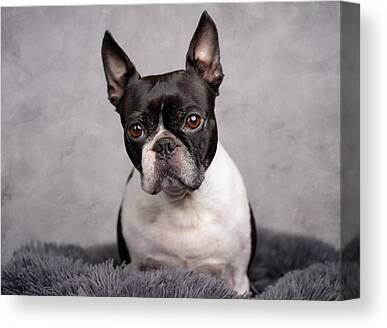 Yam Crate Label 1950s Old Mike Boston Terrier Dog Art Print K9 