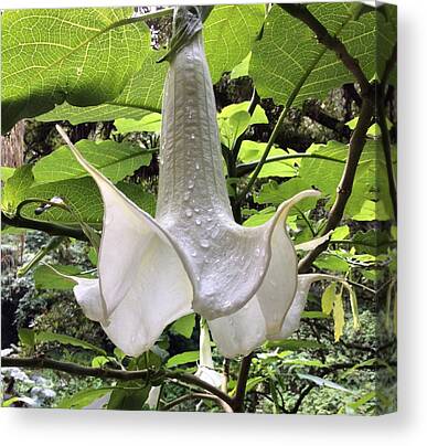 Angel Trumpet Canvas Prints