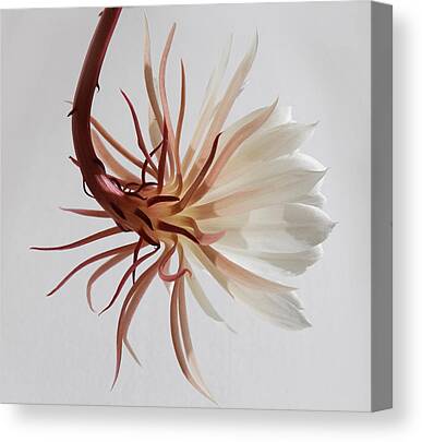 Jasmine Flowers (jasminum Sp.) #1 by Cristina Pedrazzini