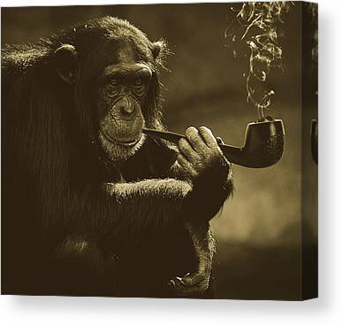 MONKEY SMOKING PIPE FUNNY Poster Painting Canvas art Prints
