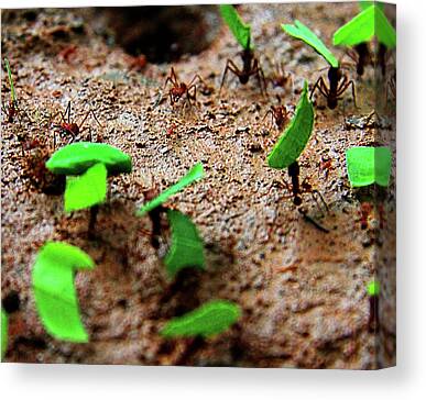 Leaf Cutter Ant Canvas Prints
