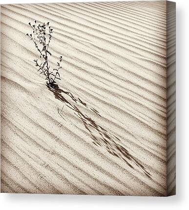 Desert Canvas Prints