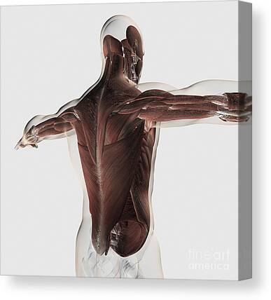 Deltoid Muscle Canvas Prints & Wall Art for Sale (Page #13 of 15