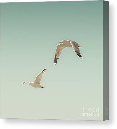 Seagulls Photos Canvas Prints