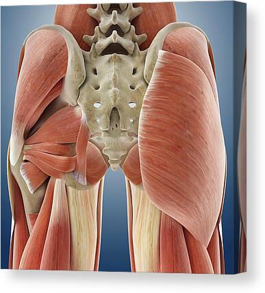 Gluteal Muscles Canvas Prints