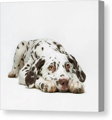 A033 Dalmatian Puppy Dogs Black Funky Animal Canvas Wall Art Large Picture Print