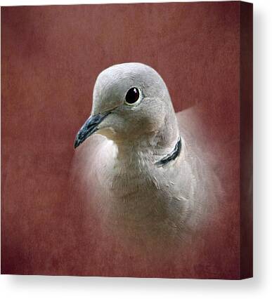 Eurasian Collared Dove Canvas Prints