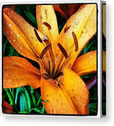 Orange Lilies Canvas Prints