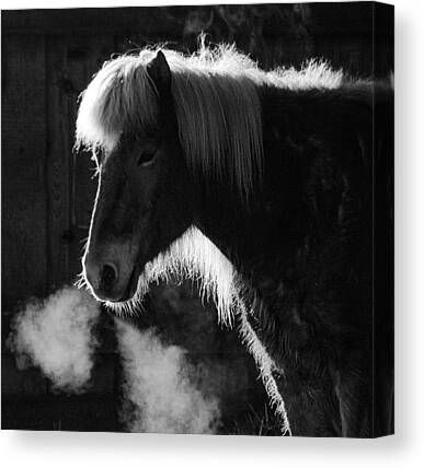 Black And White Horse Canvas Prints