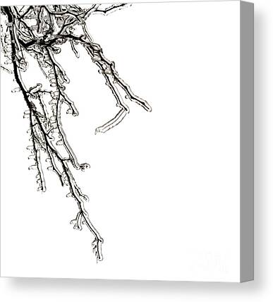 Ice On Branch Canvas Prints