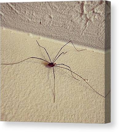 Spiders Canvas Prints