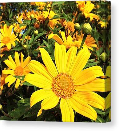 Mexican Sunflower Canvas Prints