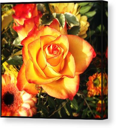 Orange Rose Canvas Prints