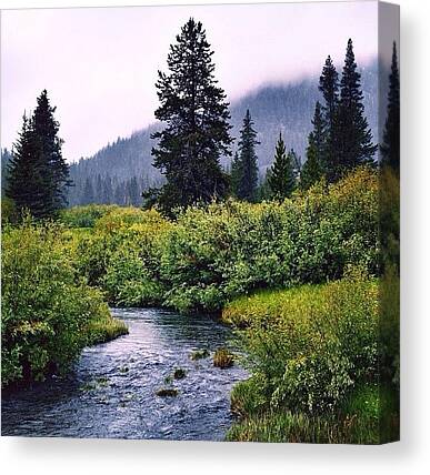 Trout Canvas Prints