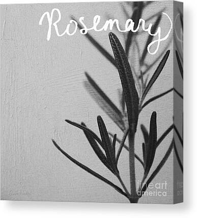 Rosemary Canvas Prints