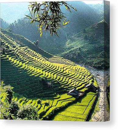 Rice Terrace Canvas Prints