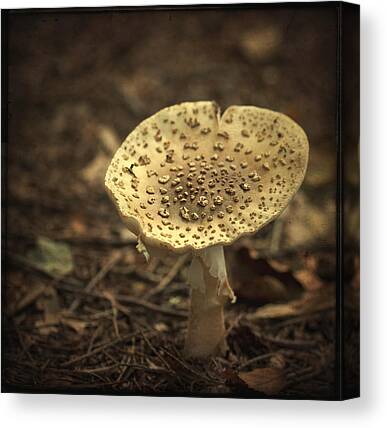 Shroom Photos Canvas Prints