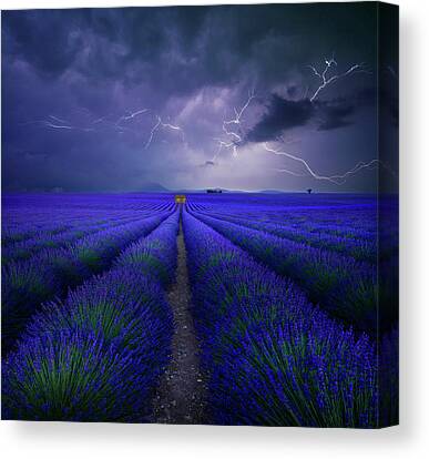 Lavender Canvas Prints