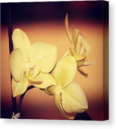 Orchid Macro Canvas Prints