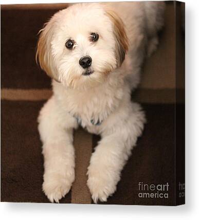 Yoshi Havanese Puppy Canvas Prints