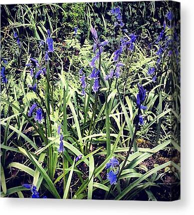 Bluebell Woods Canvas Prints