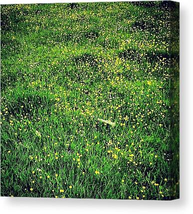 Wild Flower Canvas Prints