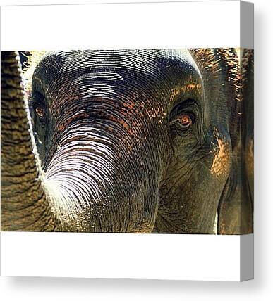 Asian Elephants Canvas Prints