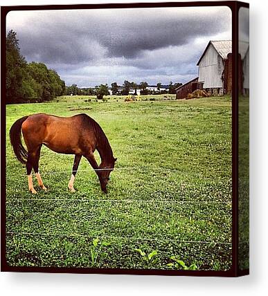 Domesticated Animals Canvas Prints