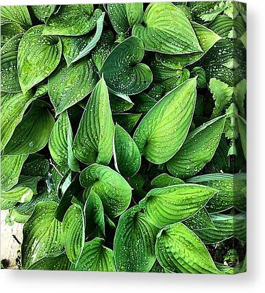 Leaf Pattern Canvas Prints