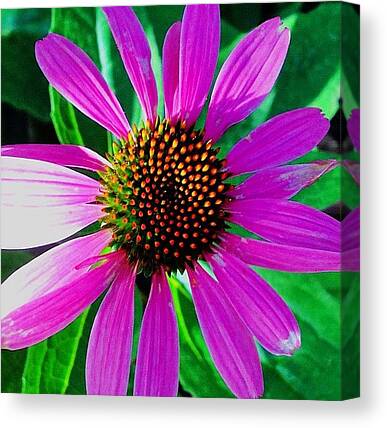 Designs Similar to Purple Daisy flower 